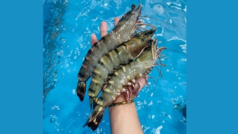 Đặc điểm và tính cách của tôm sú