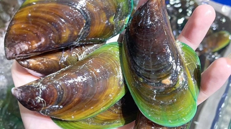 Đặc điểm và tính cách của vẹm