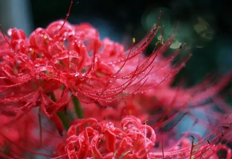 Sưu tầm ngay ảnh avatar hoa bỉ ngạn đẹp