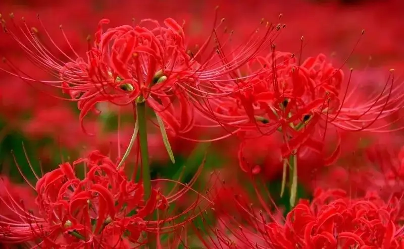 Hiểu sâu về ý nghĩa hoa bỉ ngạn