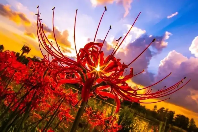 Tỏa sáng cá tính với avatar hoa bỉ ngạn đẹp