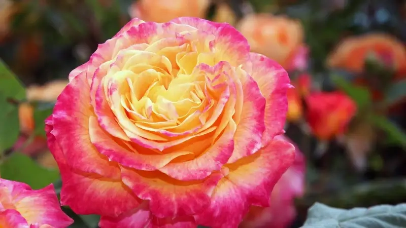 Avatar hoa hồng là như thế nào và tại sao bạn nên chọn?