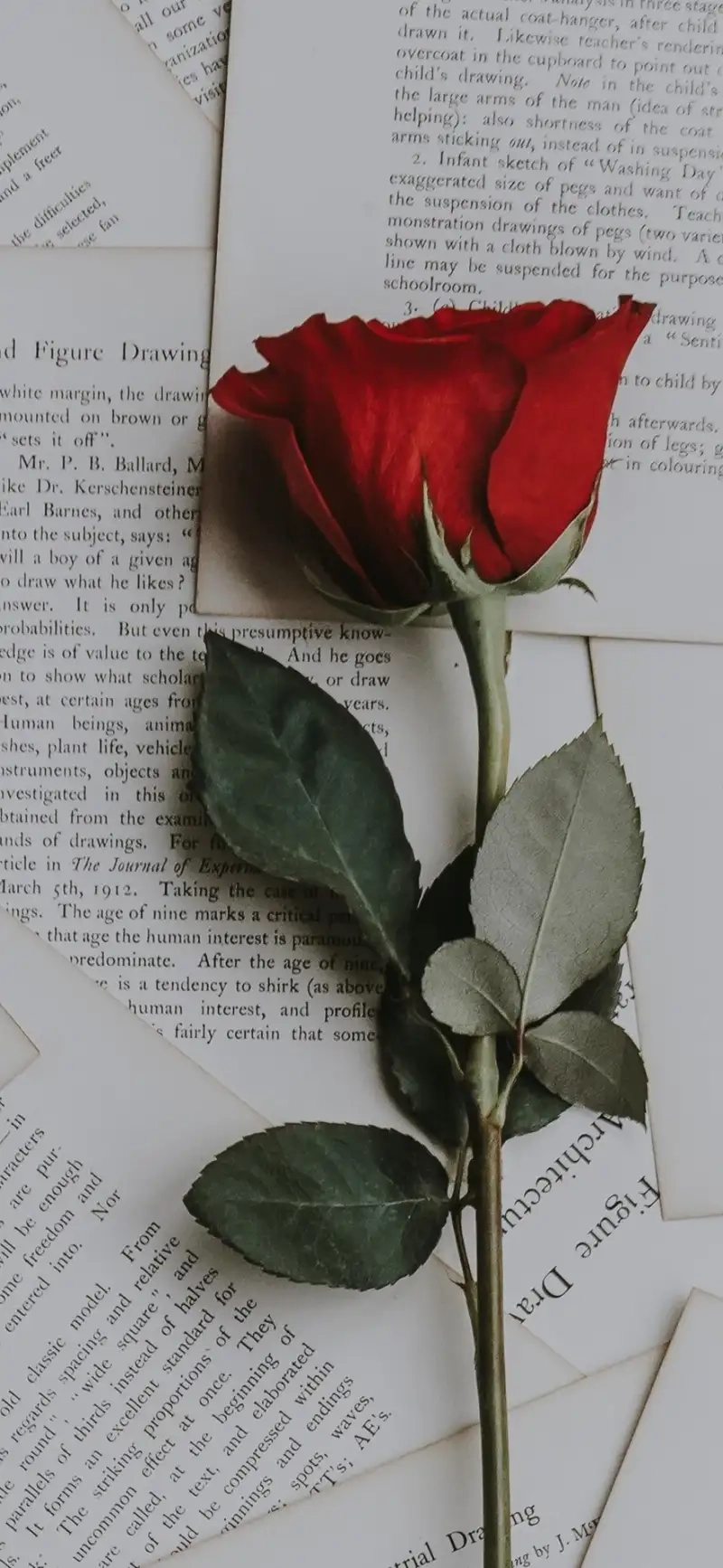 Nữ tính nổi bật cùng Avatar hoa hồng cho nữ xinh đẹp