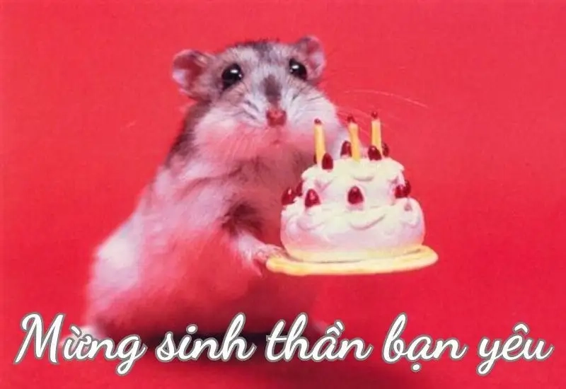 Khám phá happy birthday meme vui nhộn nhất hôm nay