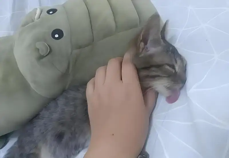 Xem bộ hình ảnh meme bóp cổ cực vui