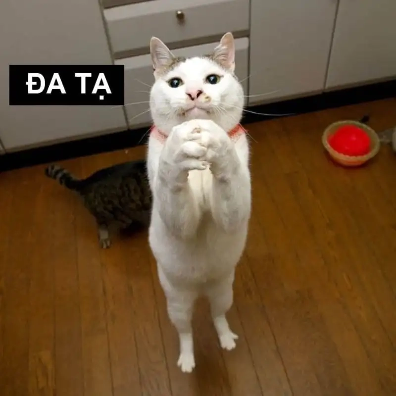 Cười bể bụng với meme cảm ơn bựa độc đáo