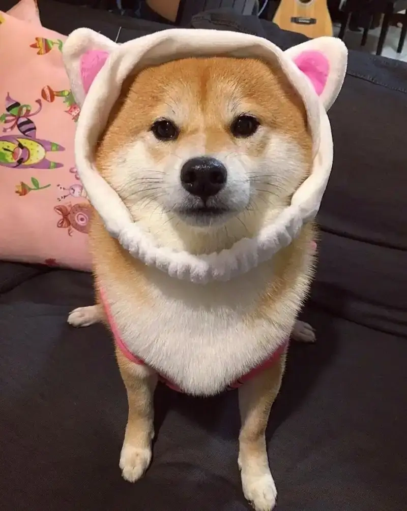 Phản ứng siêu hài của meme con chó có ý kiến