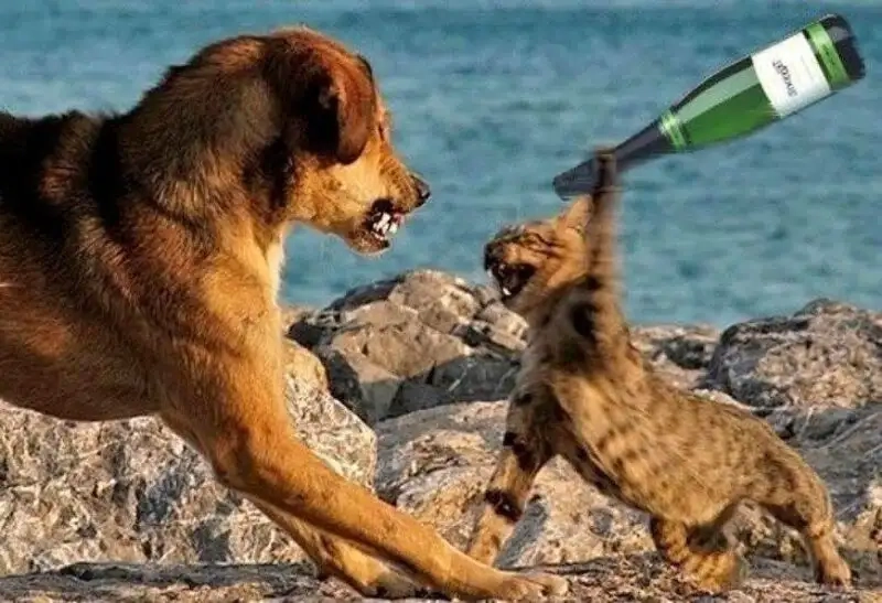 Khám phá meme đáng yêu siêu dễ thương