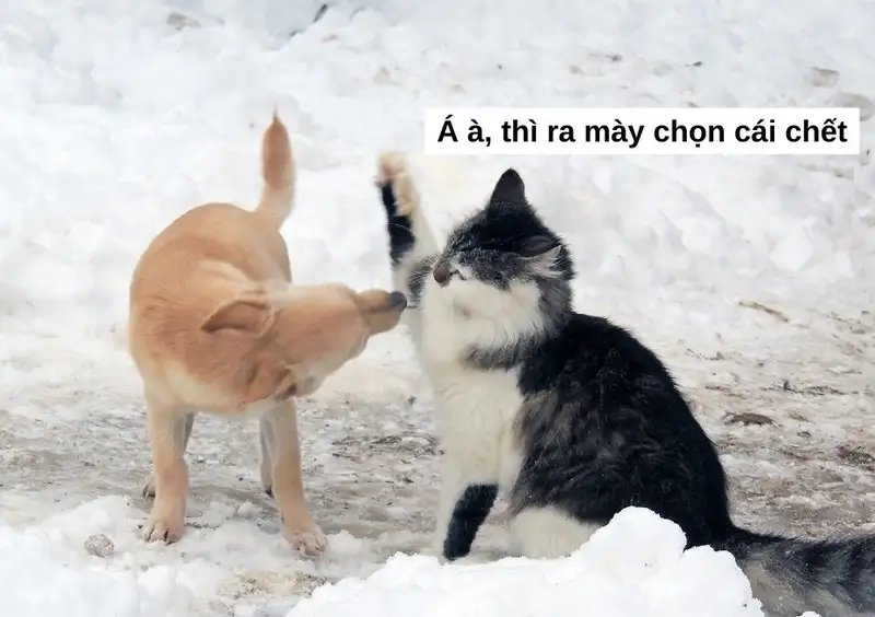 Khám phá meme đánh tay cực đáng yêu