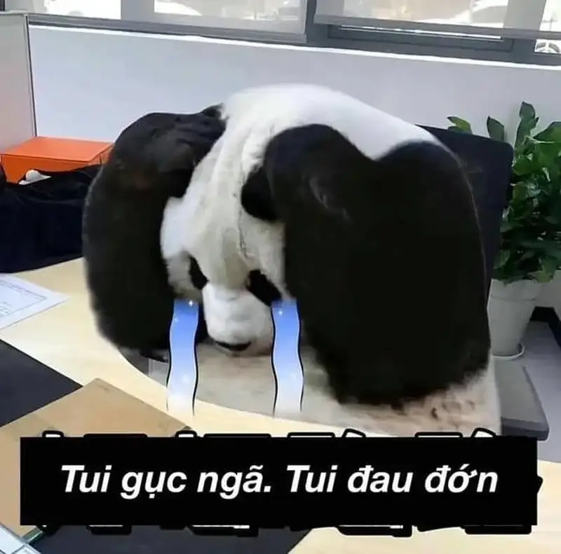 Giải trí kiểu meme đau khổ với meme cười đau khổ