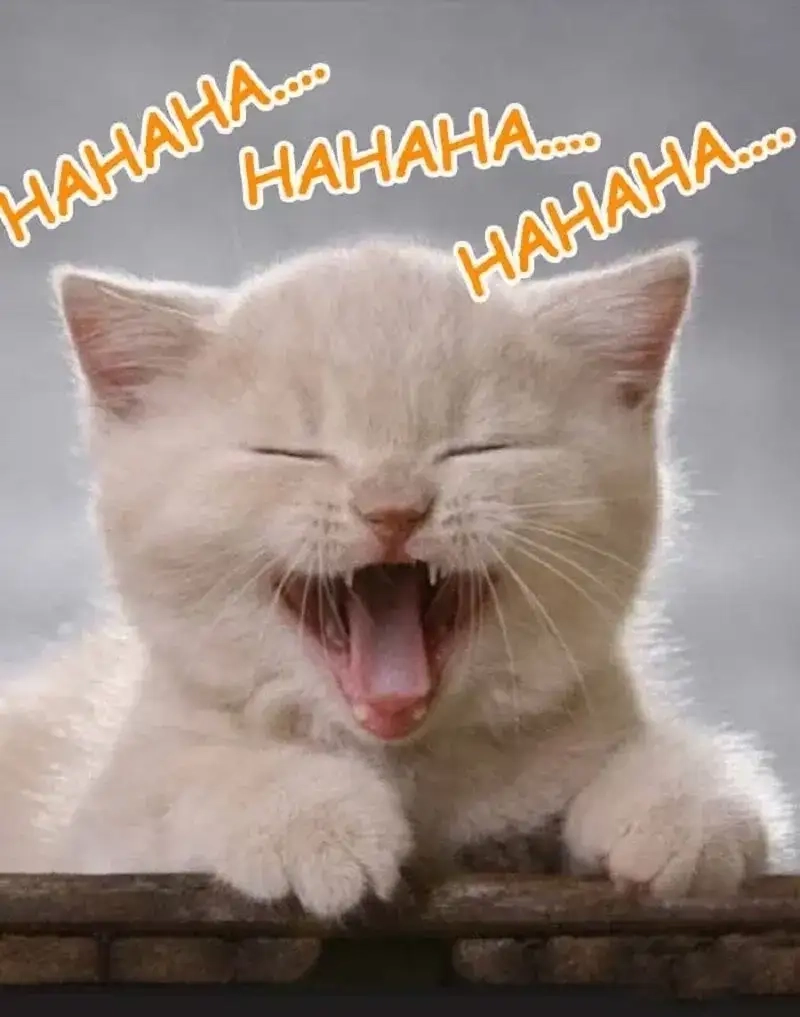 Xem ngay ảnh meme cười haha vui bất tận