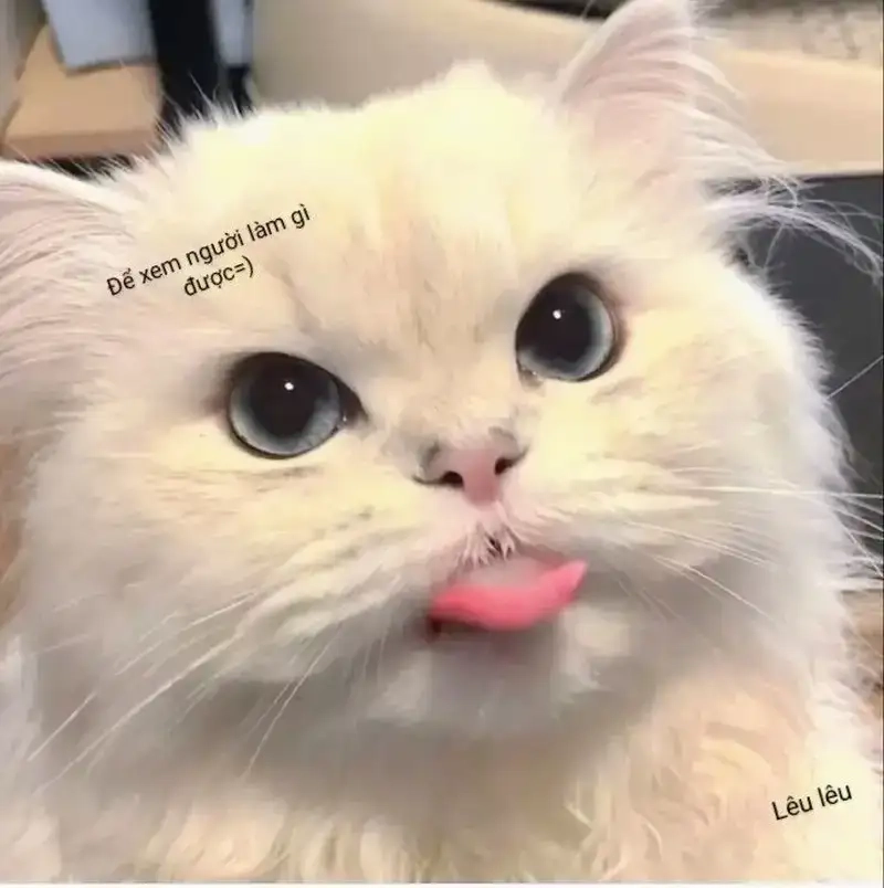 Thử cảm giác vui nhộn với lêu lêu meme