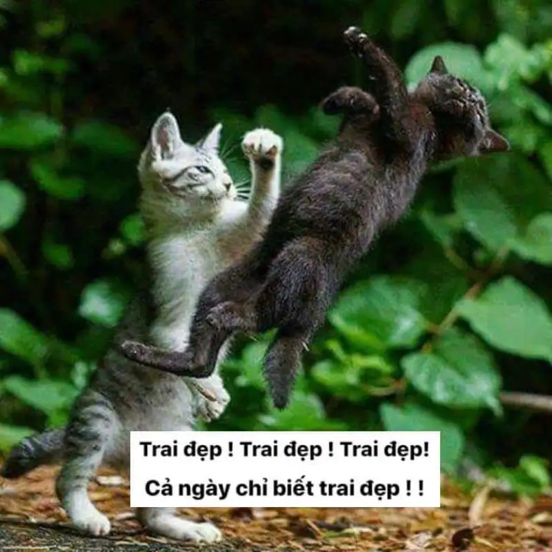 Cười nghiêng ngả với meme mèo đánh nhau cực gắt