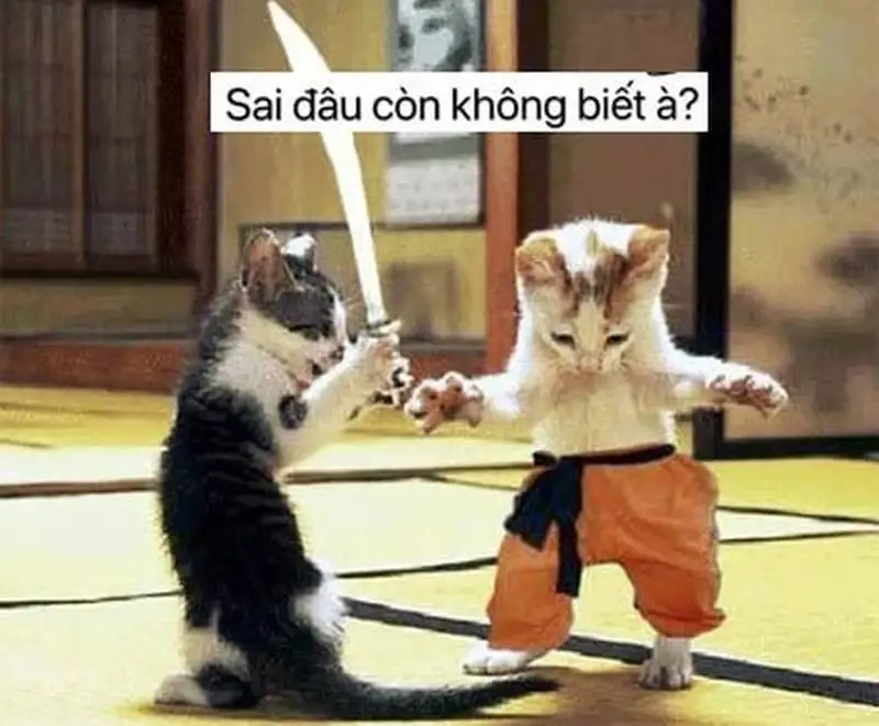 Ảnh chế độc lạ từ meme mèo đấm nhau khiến bạn cười