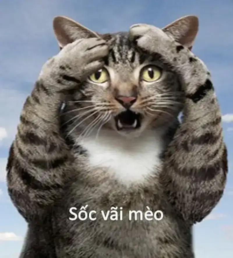 Ngỡ ngàng trước meme wow cực chất khiến bạn cười ra nước mắt