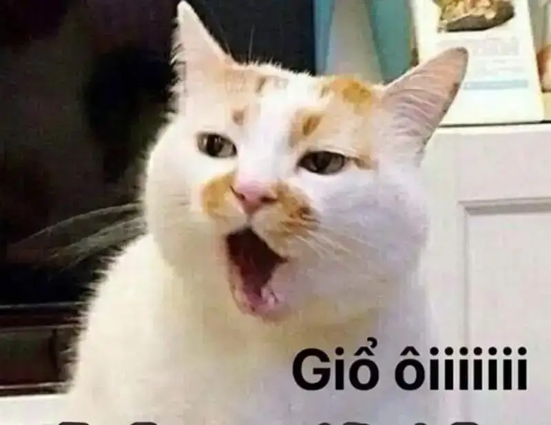 Loạt meme mắt chữ O mồm chữ A siêu hài khiến bạn không nhịn nổi cười