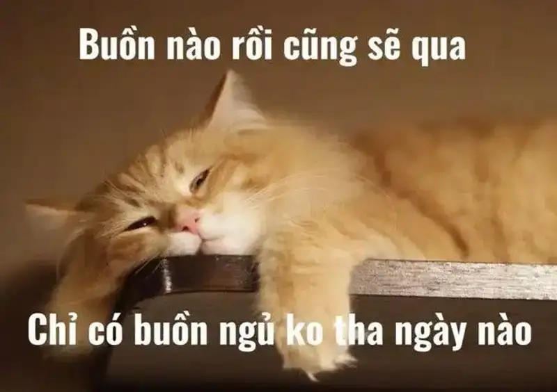 Meme ngủ hài mang lại tiếng cười sảng khoái cho bạn