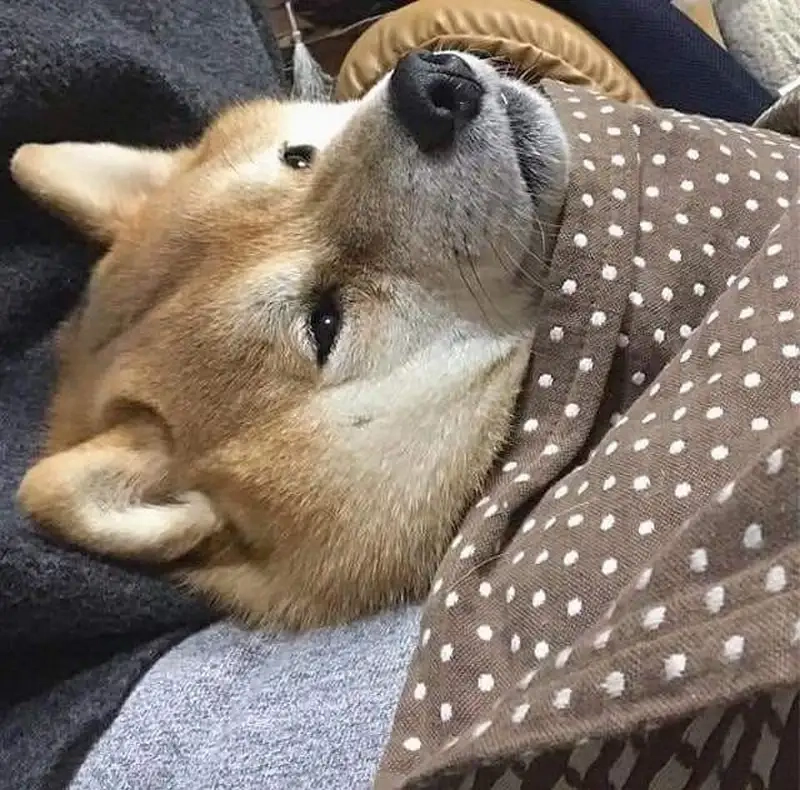 Cộng đồng yêu thích meme mèo trầm cảm dễ thương