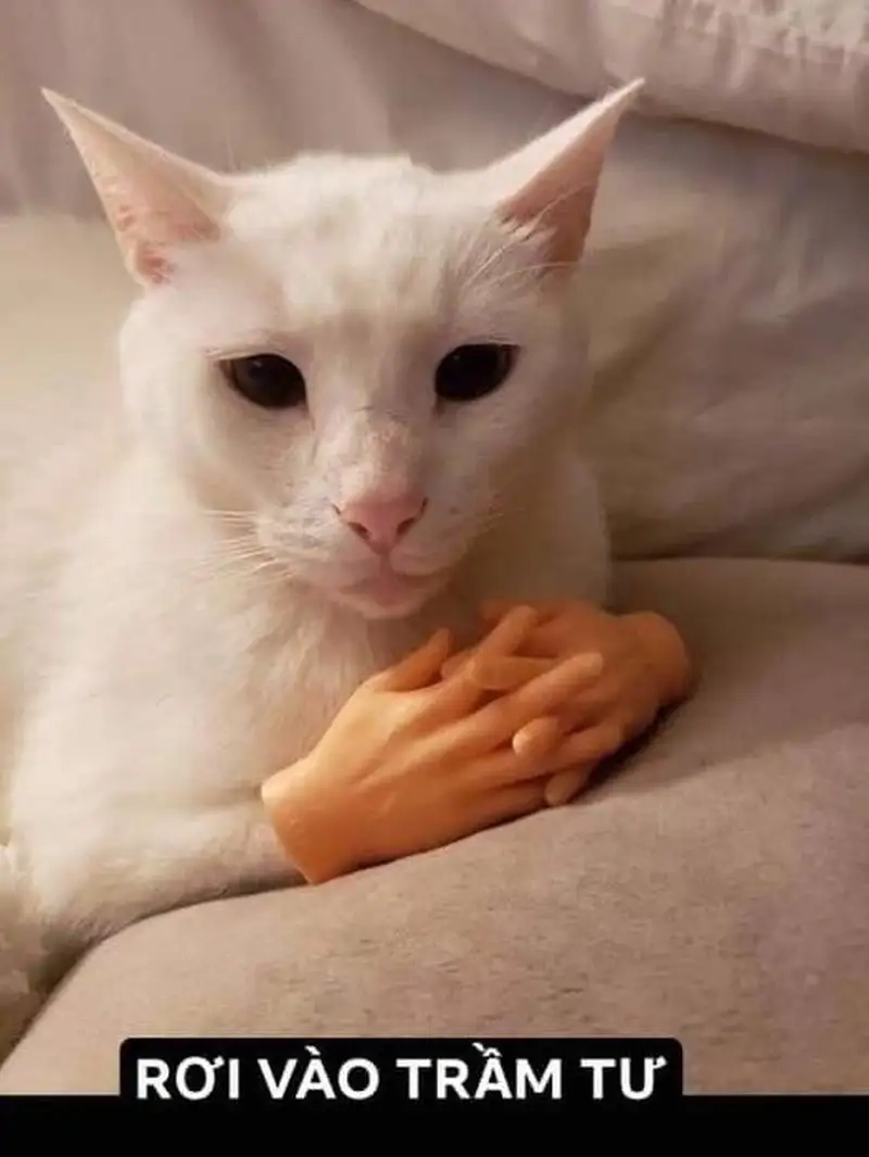 Xu hướng hài hước với meme cheems trầm cảm