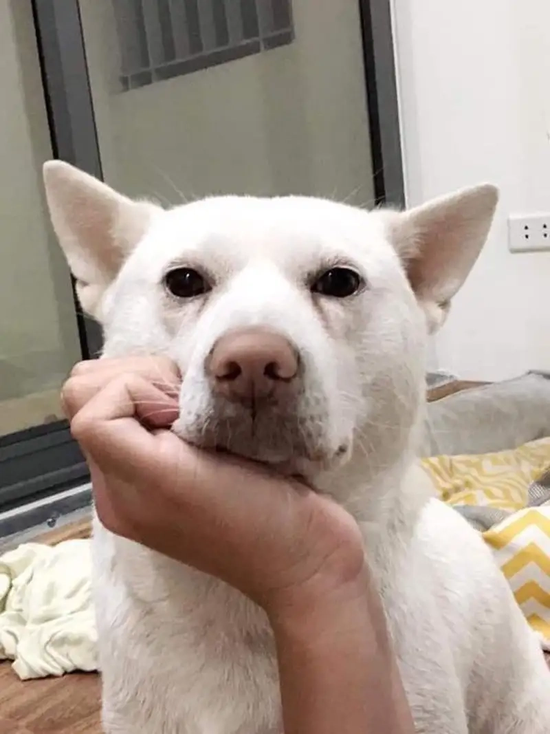 Giới trẻ tìm kiếm meme trầm cảm mỗi ngày