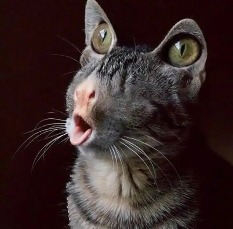 Khám phá meme vô tri với ảnh noel vô tri meme