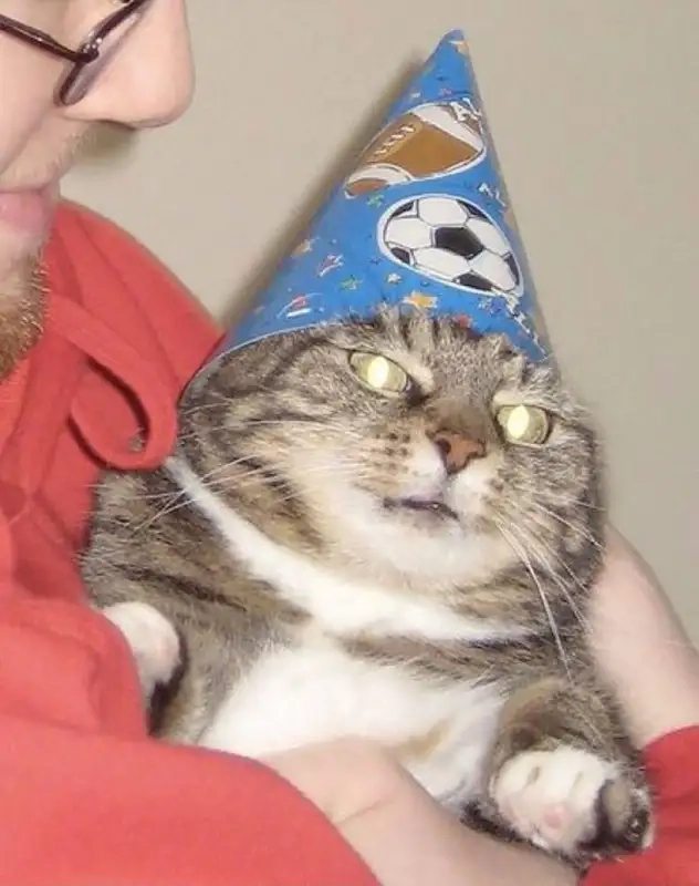 Cười vui với meme vô tri ảnh meme avatar vô tri mèo