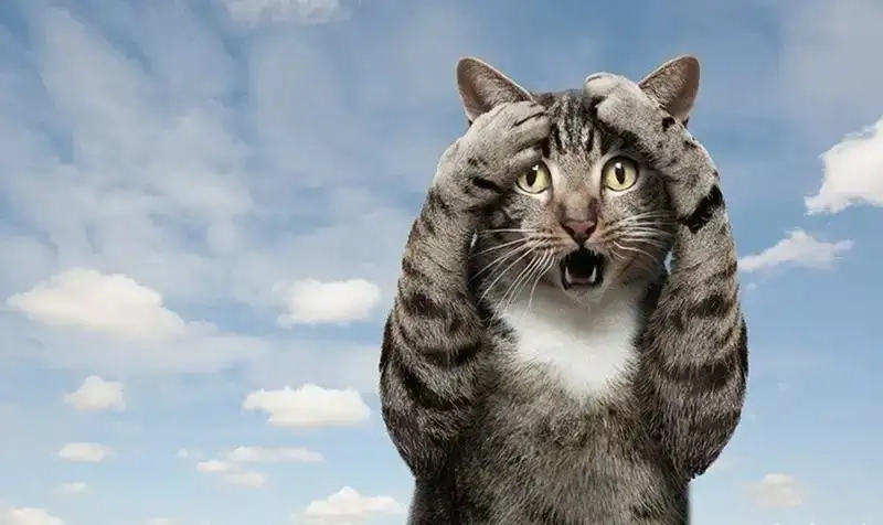 Cười sảng khoái với meme vô tri meme ảnh vô tri hài