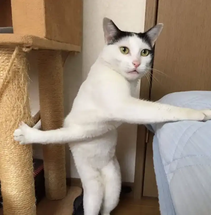 Xem ngay meme vô tri ảnh mèo noel vô tri meme