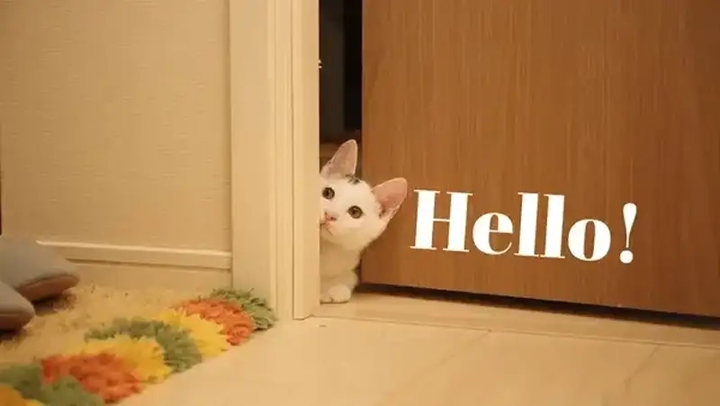Gửi lời vui vẻ bằng meme chào hỏi sáng tạo