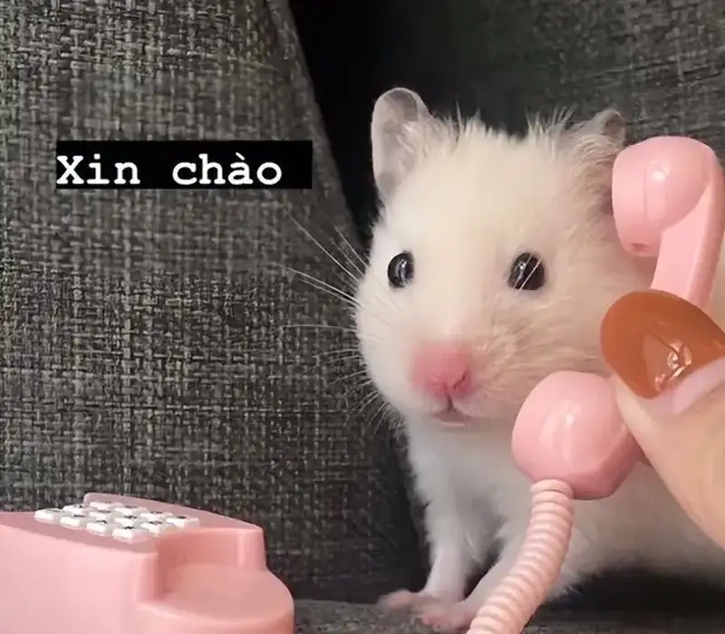 Cùng lan tỏa niềm vui với chào em meme đáng yêu