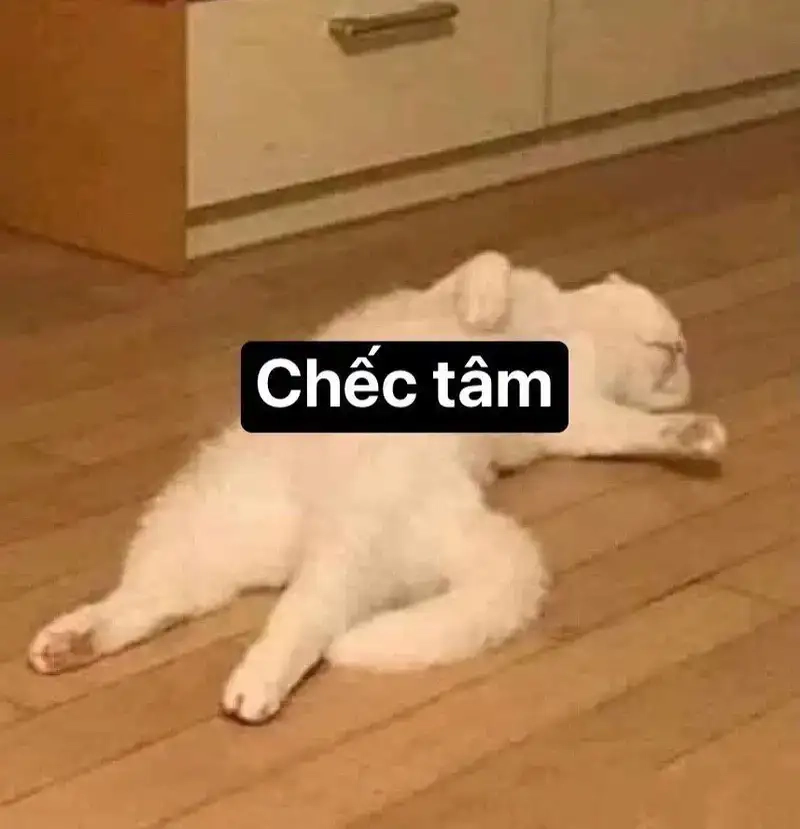 Meme xỉu là như thế nào cực hài hước