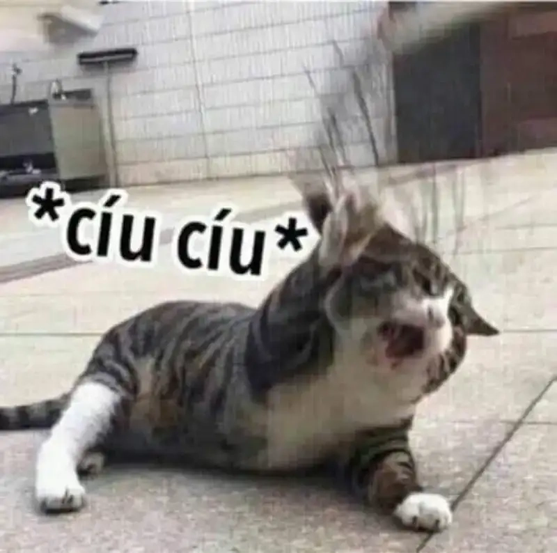 Bộ sưu tập meme dễ thương xỉu nhìn là muốn cười