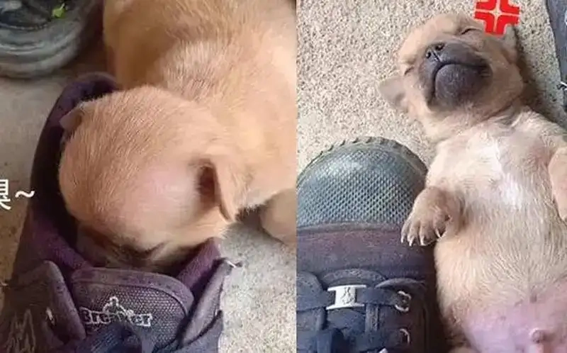 Tuyển chọn meme mèo xỉu dễ thương khiến ai cũng mê