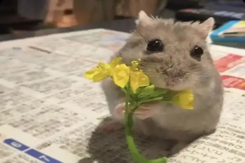 Meme yêu đời tích cực là như thế nào