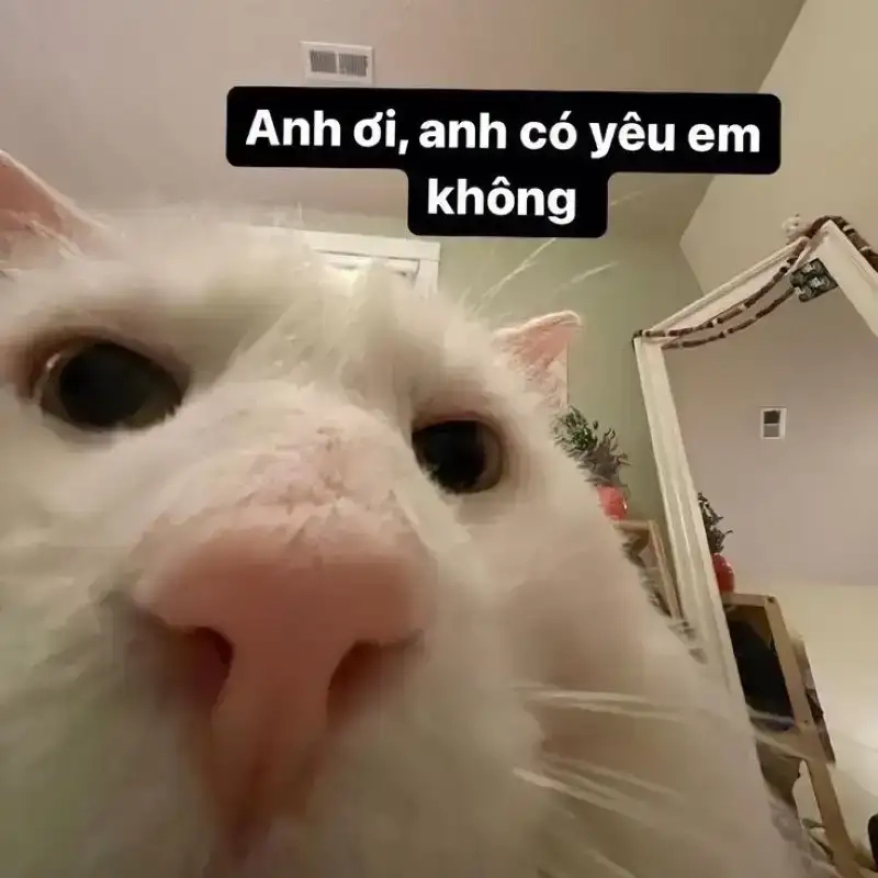 Năng lượng dễ thương từ bộ sưu tập Meme đáng yêu