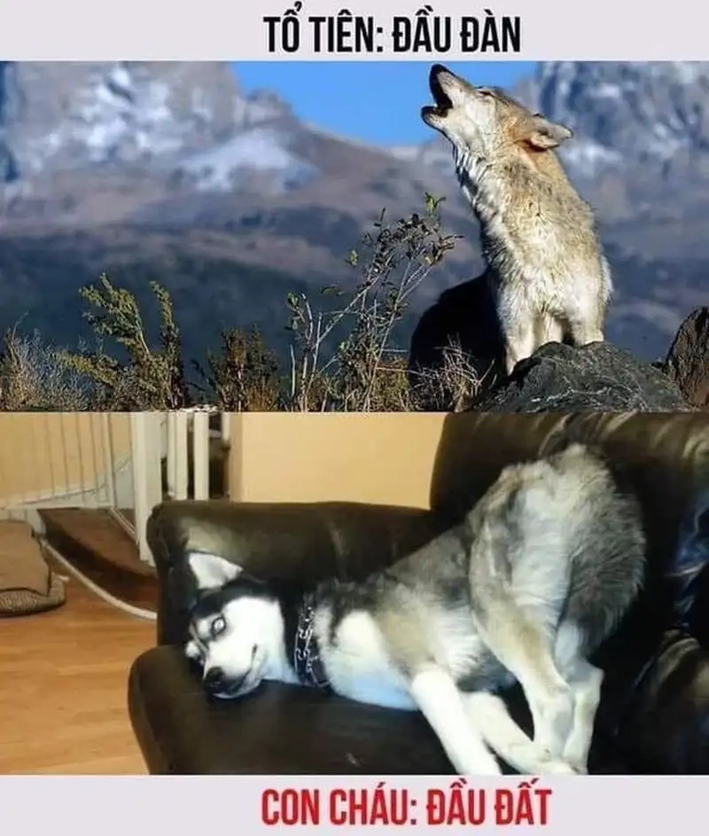 Sao mày ngu thế hả meme dành cho pha lú nặng