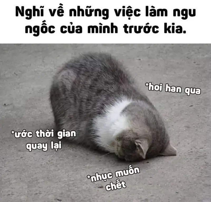 Chó mặt ngu meme nhìn thôi là thấy hài
