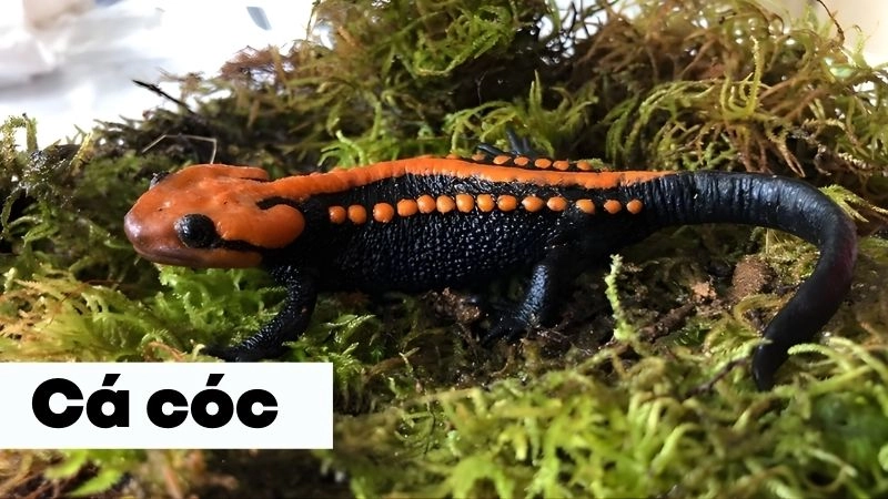 Hình dáng kỳ quái khi zoom hàng nghìn lần