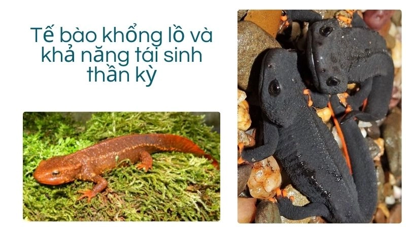 Tế bào khổng lồ và khả năng tái sinh thần kỳ