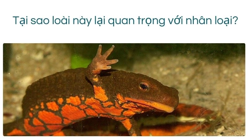 Tại sao loài này lại quan trọng với nhân loại?