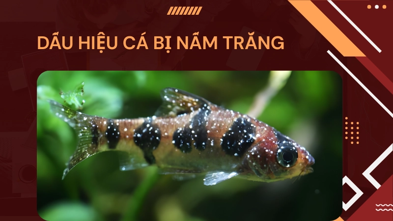 Dấu hiệu cá bị nấm trắng dễ nhận biết nhất trên cơ thể
