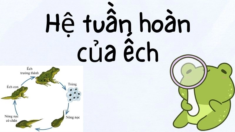 Cấu trúc đặc biệt của tim và mạch máu ở ếch 