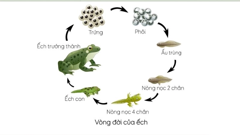 So sánh với các loài khác và bài học từ thiên nhiên