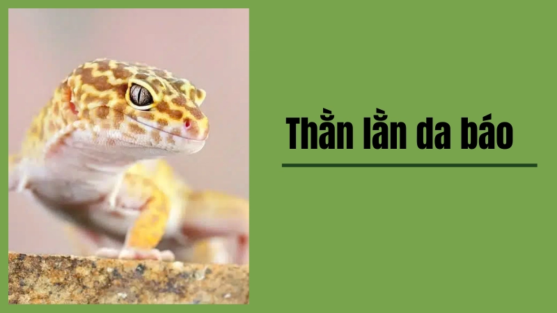 Thằn lằn da báo và những điều cần biết trước khi nuôi