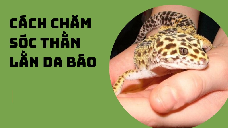 Cách chăm sóc thằn lằn da báo và phòng bệnh hiệu quả