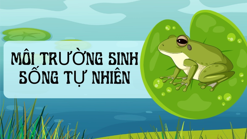 Môi trường sống của ếch cây trong rừng mưa nhiệt đới