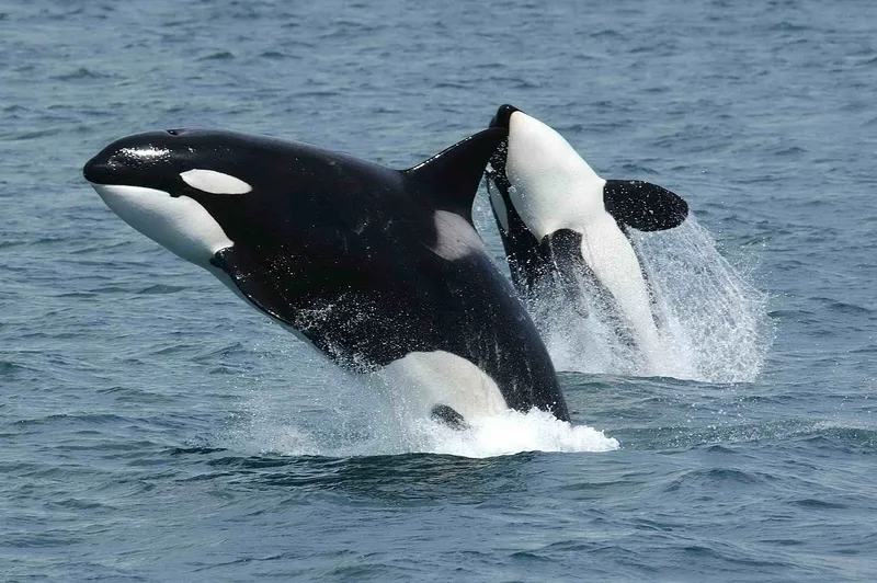Hình ảnh killer whale bơi lội uy nghiêm trên biển