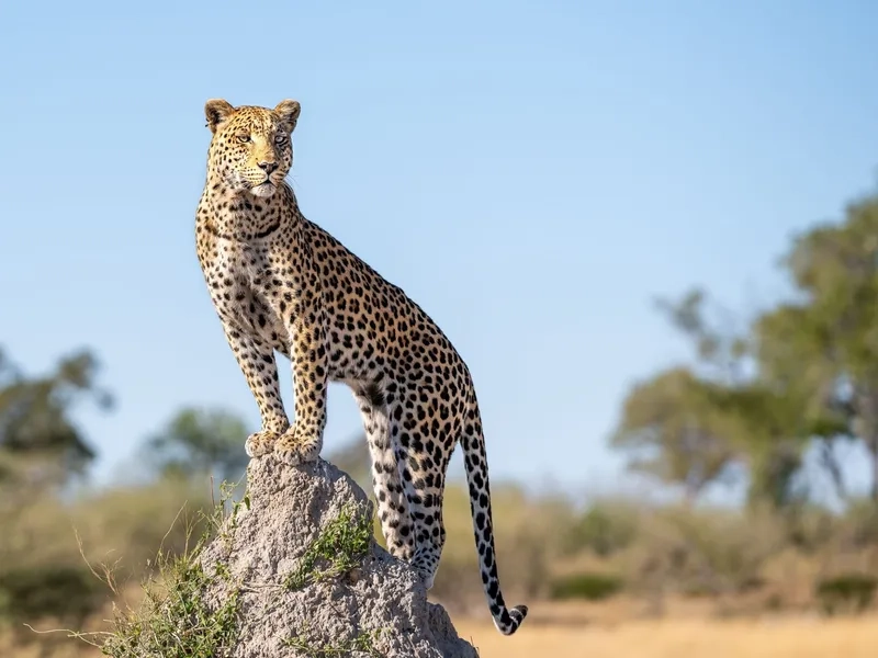 Cận cảnh báo đốm săn mồi điêu luyện trong thế giới động vật