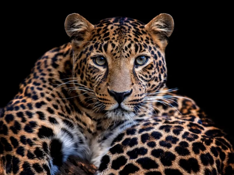 Hình ảnh báo đốm trong sách giáo khoa sinh động và thực tế