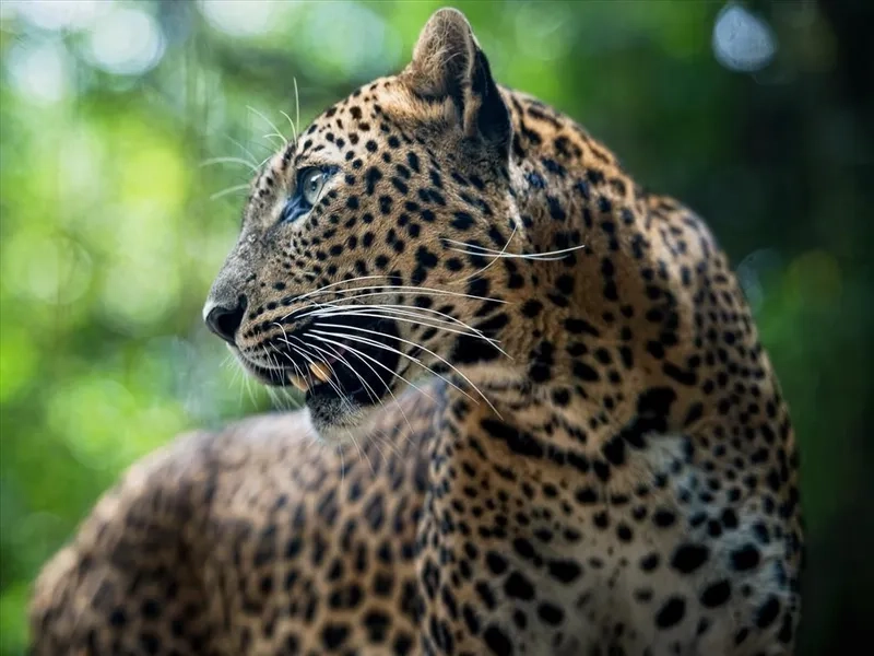 Ngắm báo đốm trong đời sống hoang dã đầy sức mạnh và nhanh nhẹn